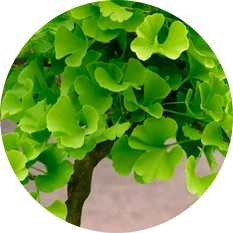 Extracto de hoja de Ginko